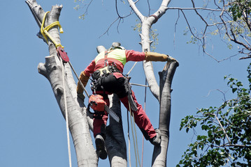 Woodcutter