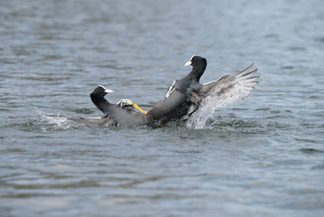 Eurasian Coot, Coot, Fulica atra