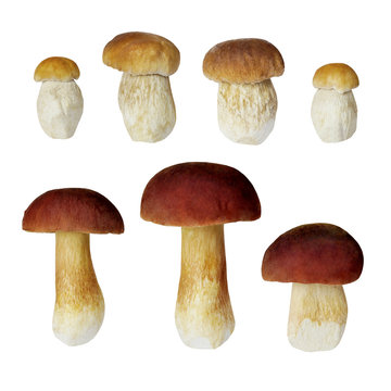 Boletus edilus mushrooms
