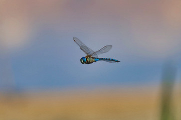 Dragonfly