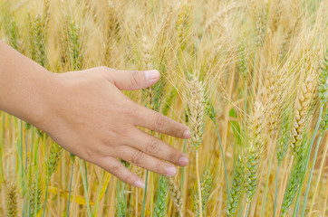 Wheat ears in the hand.