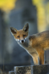 Red fox - Vulpes vulpes
