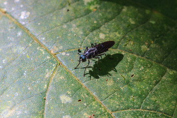Insect on leaf
