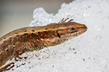 Ящерица обыкновенная на весеннем снегу