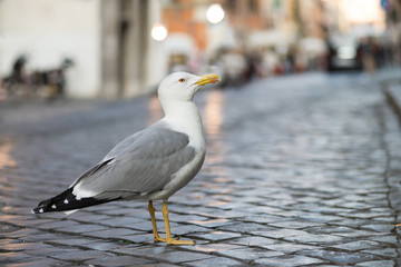 Seagull