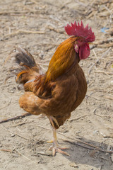 Gallo su una zampa