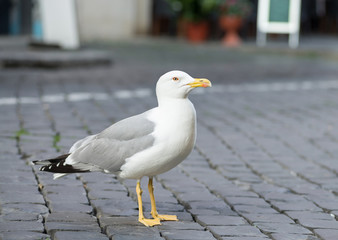 Seagull