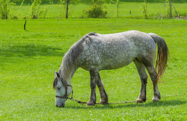 Naklejka na ściany i meble Dappled mare grazing on spring pasture