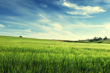 field of barley