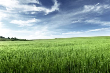 Zelfklevend Fotobehang field of barley © Iakov Kalinin