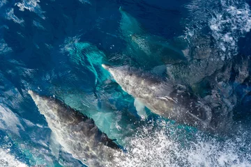 Crédence de cuisine en verre imprimé Dauphin dauphins