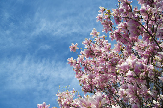 pink magnolia trees over blue sky