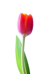 Tulpe (weißer Hintergrund)