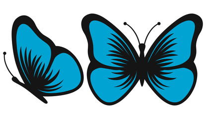 Blue butterfly