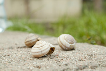 Three snails on the stone with blur grass