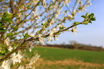 Frühling6