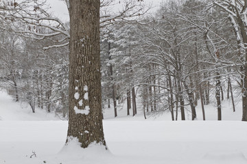 Oak Tree With Happy Snow Face in Winter Woodland