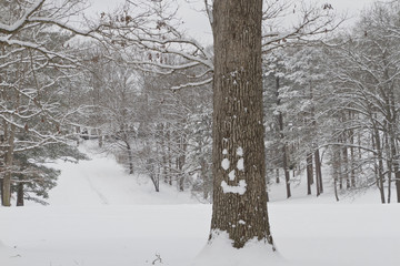 Happy Snow Faced Tree in a Winter Wonderland