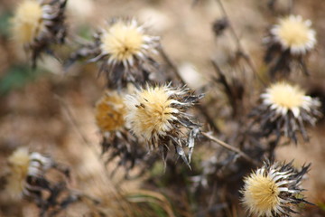 Distel im Winter