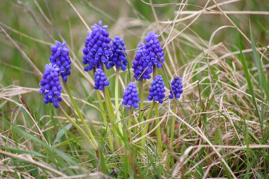 rittersporn knstlich Knstliche Blume Rittersporn blau 130 cm