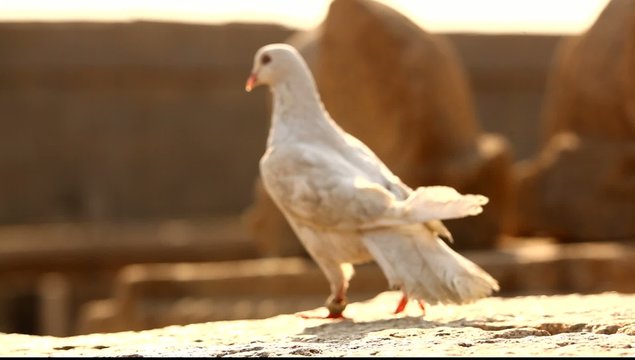 white Pigeon on the stone wall at rural area