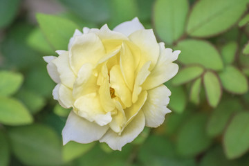 White Rose Top View Photo