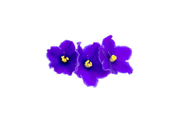 beautiful violet on white background with space for your text or - 81415005