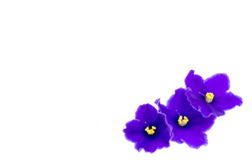 beautiful violet on white background with space for your text or - 81415008