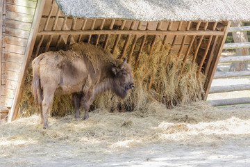 Adult aurochs in a national park