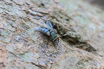 Blow fly, carrion fly