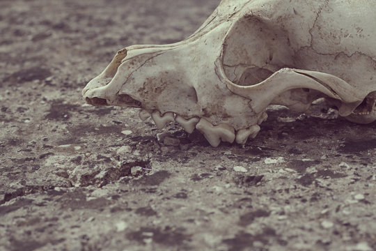 Dog skull photography on rocks low contrast desaturate