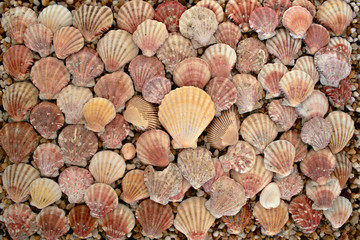 shells