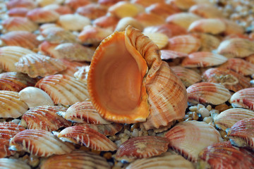 shell on a small shells