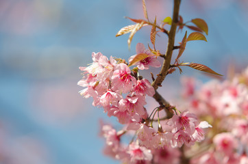 Wild Himalayan Cherry, Prunus cerasoides