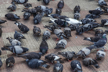 Doves group on street