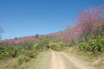 wild Himalayan Cherry  Tree on Phu lomlo in Loei, Thailand