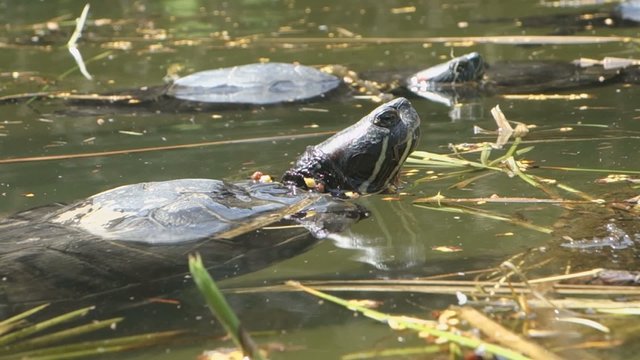 รูปภาพTerrapin – เลือกดูภาพถ่ายสต็อก เวกเตอร์ และวิดีโอ16,794 | Adobe Stock