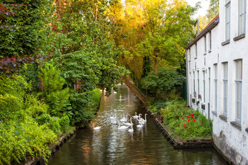 Fototapeta na wymiar Bruges, Belgium: white ducks in a canal