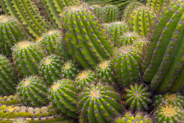 Grouping of Green Barrel Cactus