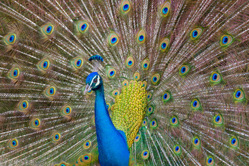 Fototapeta premium Male Indian Peacock
