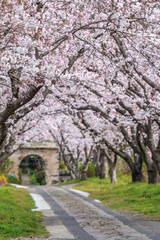 桜のアーチ＠佐賀県武雄市円応寺