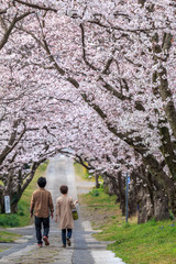 桜のアーチ＠佐賀県武雄市円応寺