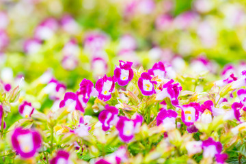 Begonia flower blur background