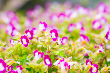 Begonia flower blur background