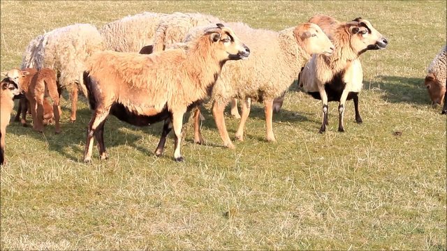 Schafe im Frühling, Herde, Lämmer, Familie