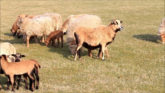 Schafe im Frühling, Herde, Lämmer, Familie