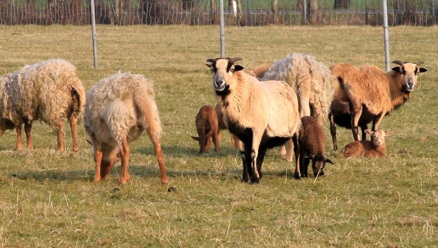 Kamerun Schafe im Fr&uuml;hling, L&auml;mmer, Familie