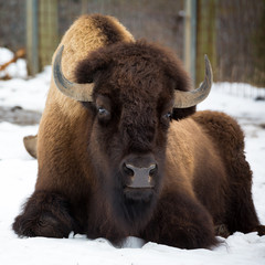 American bison sitting in snow © mandritoiu