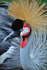 ホオジロカンムリヅル