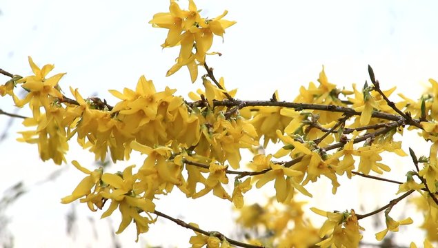 Forsythie, Zierstrauch, Fr&uuml;hling, gelb 